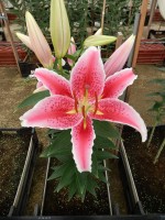 [4360 Tasman GA No02.JPG]